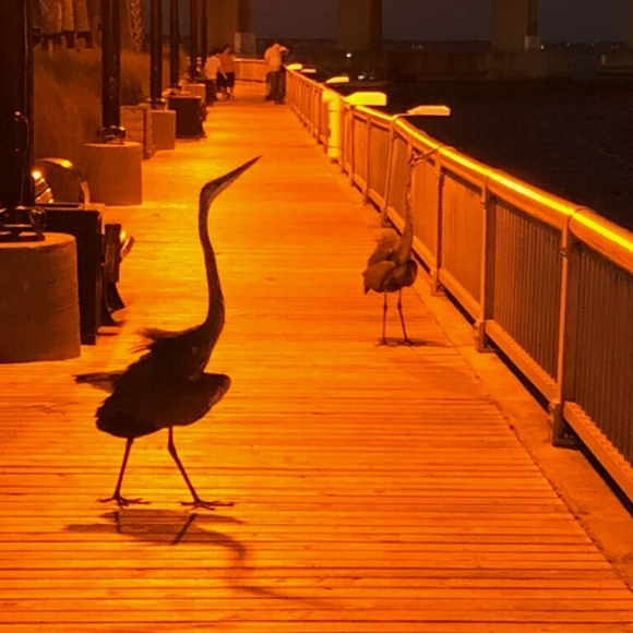 Meet your Posher, Elaine - Picture 3 of 8